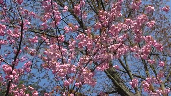 粉红的日本樱花迎着蓝天视频的预览图