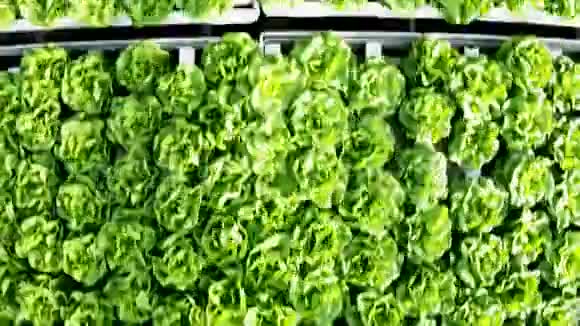 从有机生菜种植的无人机空中俯瞰视频的预览图