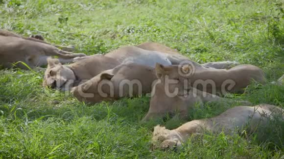 野生非洲母狮狩猎后睡在相思树的树荫下视频的预览图