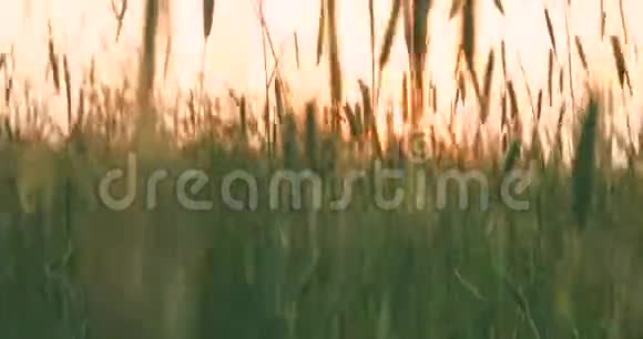 春日照耀在小青麦田之上的农业景观视频的预览图