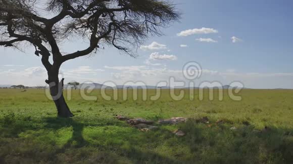 狮子睡在非洲大草原的相思树下躲避炎热视频的预览图