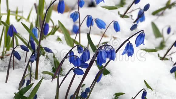 雪下的紫苏蓝花视频的预览图