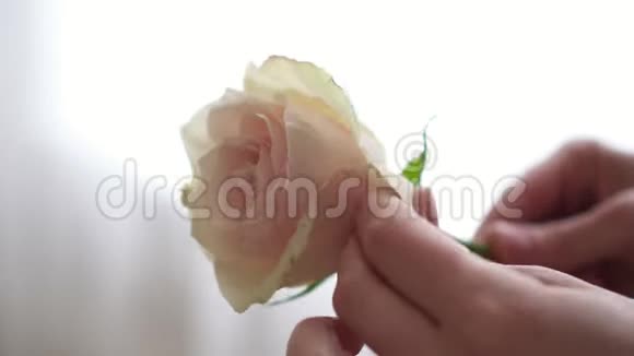 花店女手从多余的花瓣中取出干净的玫瑰花蕾特写视频的预览图
