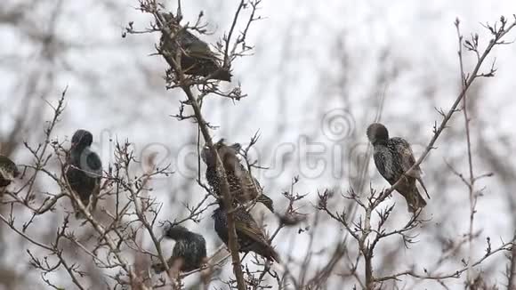 一群雏鸟俗人正坐在树枝上视频的预览图