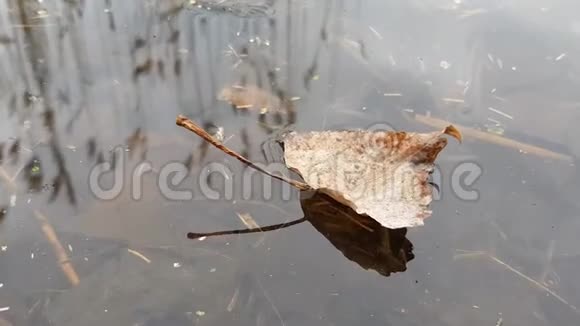 黄叶漂浮在湖面上视频的预览图