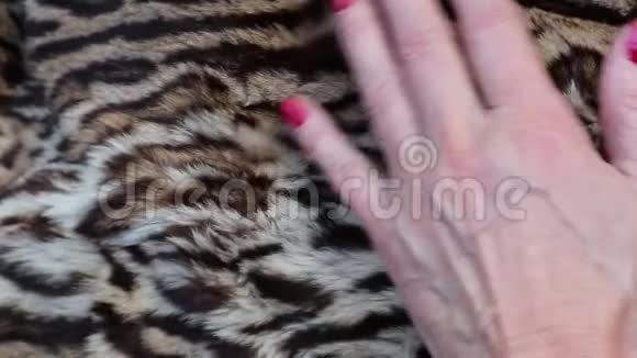 女性用手抚摸美丽的豹皮奢华抽象自然的动画动作缓慢视频的预览图