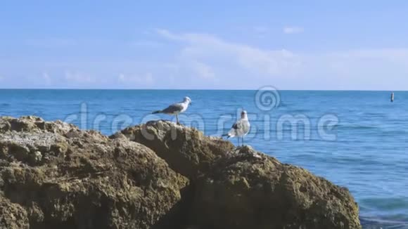近距离观看可爱的海鸥站在岩石上背景是蓝色的海水视频的预览图