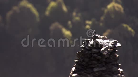 鸟儿坐在一堆石头上视频的预览图