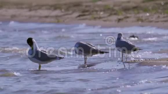 三只大黑头海鸥伊奇特耶图斯伊奇特耶图斯栖息在浅水中视频的预览图