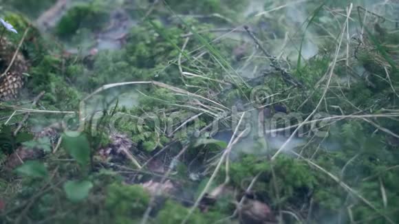 烟在干燥的树枝和圆锥体中爬过苔藓薄雾笼罩着绿色的温泉视频的预览图
