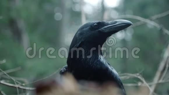 野生黑乌鸦自然栖息地的野生动物有羽毛的居民视频的预览图