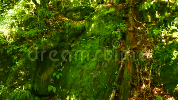 在阳光明媚的森林里有苔藓覆盖的斜坡视频的预览图