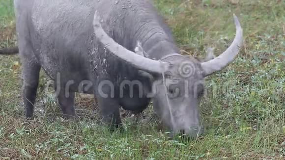雌性水牛或亚洲家庭水牛Bubalusbubalis在牧场吃草视频的预览图
