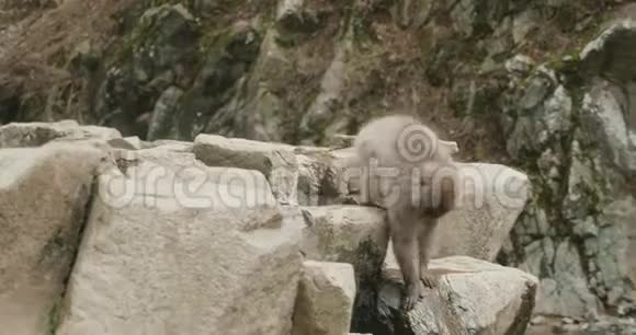 雪猴沿着岩石爬下一边喝着一把水视频的预览图