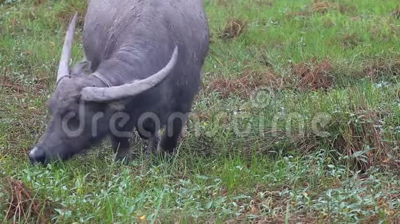 雌性水牛或亚洲家庭水牛Bubalusbubalis在牧场吃草视频的预览图