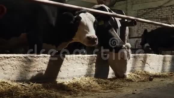奶牛站在谷仓里吃东西视频的预览图