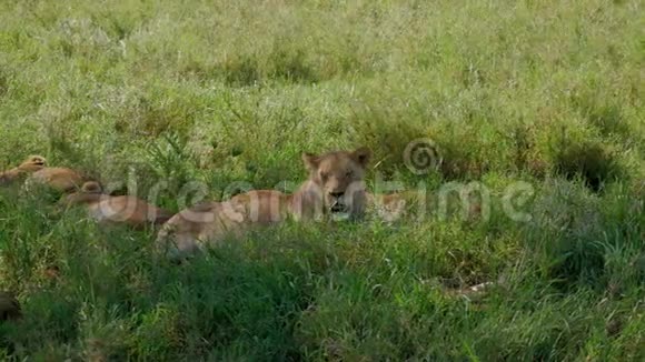 野生非洲母狮躺在树荫下的草地上呼吸着浓浓的热气视频的预览图