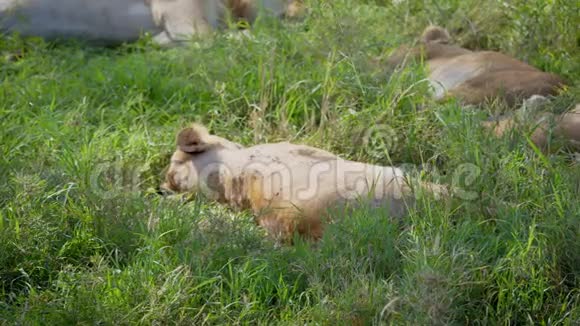 在草原上睡在草地上醒来的野生非洲狮子视频的预览图