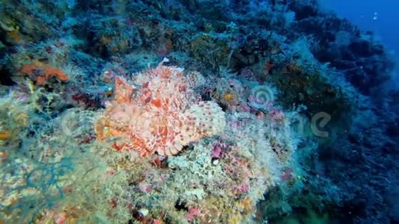 离摄像机很近的红蝎海底野生动物视频的预览图