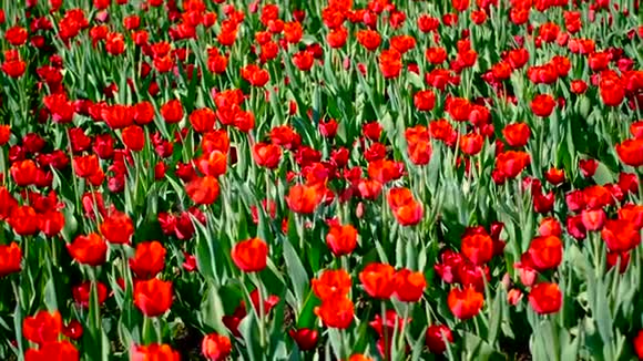 春天盛开的红色郁金香视频的预览图