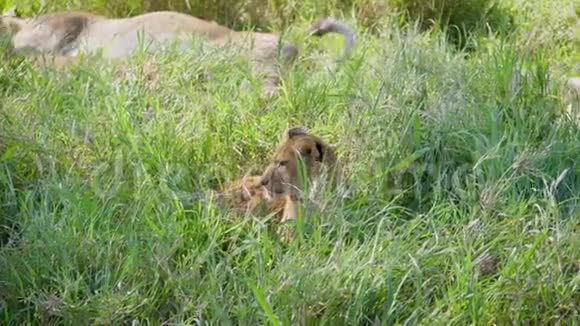 在骄傲可爱的小狮子站在他的脚上环顾野生大草原视频的预览图