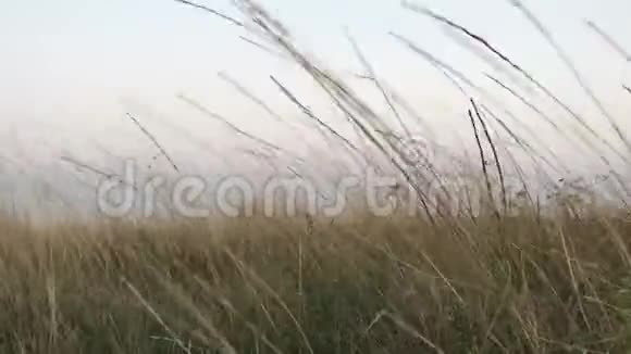 麦田的麦穗在风天中飘扬视频的预览图