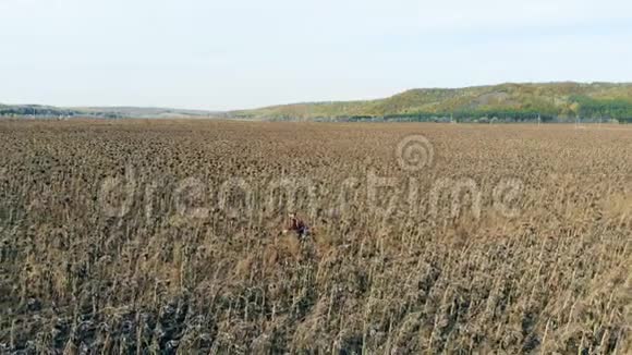 工人们在一片农田上检查干燥的庄稼穿过一排排4K视频的预览图