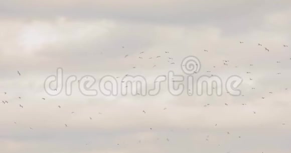 天空中的鸟群天空阴云密布天空灰蒙蒙的鸟群视频的预览图