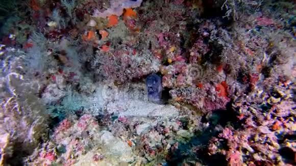 野生动物inderwater藏在洞里的鳗鱼视频的预览图