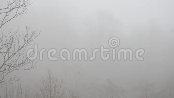 神秘迷雾中的春林视频的预览图