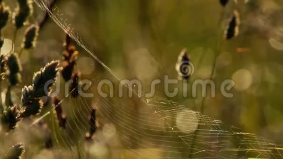 蜘蛛网在背光视频的预览图