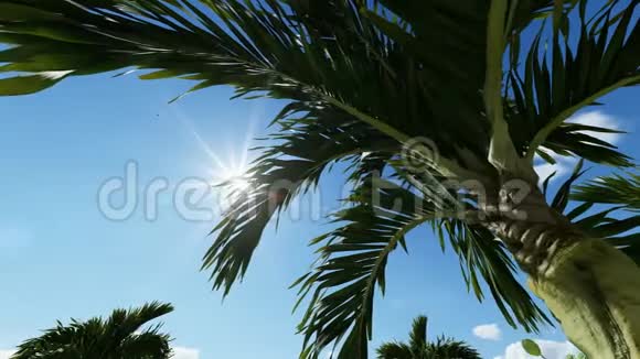马尼拉棕榈树生种子视频的预览图