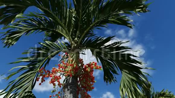 马尼拉棕榈树生种子视频的预览图