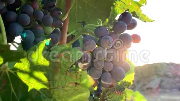 在蓝天的背景下把浆果和葡萄树的叶子合上视频的预览图