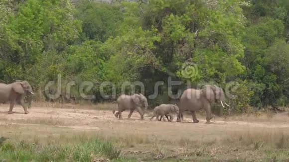 野非洲大象在炎热的天气里到河滩去喝酒视频的预览图