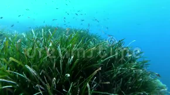 POV水肺潜水在绿色正海藻田上视频的预览图