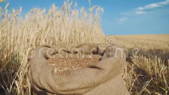袋装天然小麦粒烤自制面包的原料收割谷物农业价格变化视频的预览图