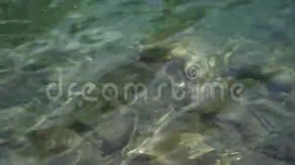 虹鳟鱼在山湖里游泳视频的预览图