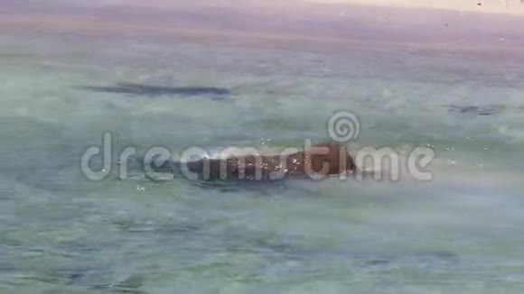 海滨的海狮视频的预览图