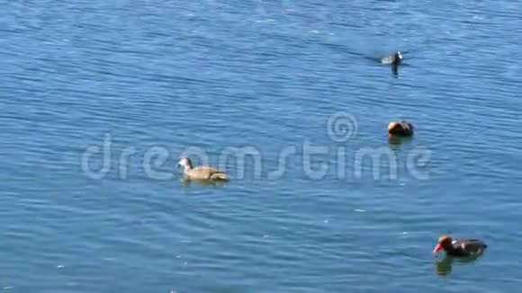 有趣的可爱的黑鸭在巴伐利亚的特格恩湖的清澈的水中游泳视频的预览图