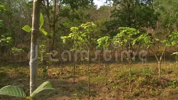 绿色柚木森林缅甸Taungoo视频的预览图