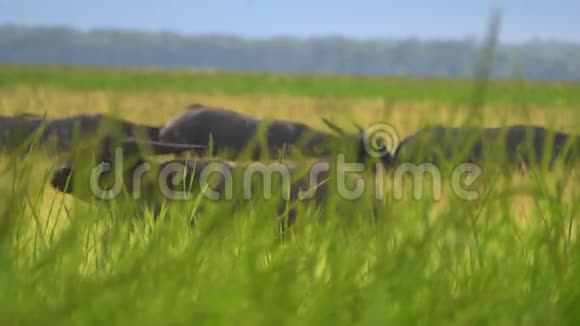 水牛在高大的草地上放牧视频的预览图