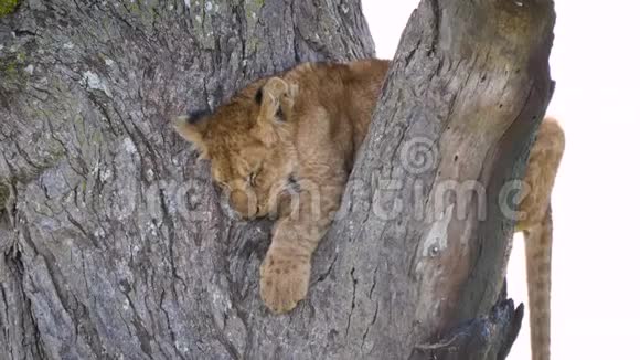 野生动物中一只可爱的小狮子幼崽睡在树枝上的特写镜头视频的预览图