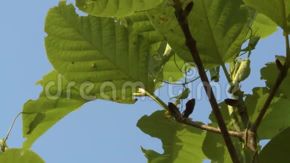 缅甸蓝天背景下的幼柚木植物视频的预览图