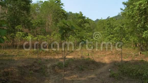缅甸一个柚木种植园森林保护区视频的预览图