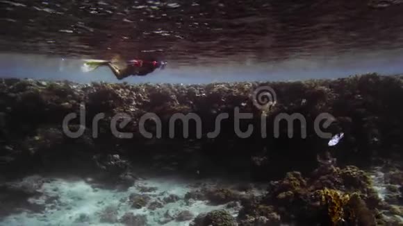 不知名的水肺潜水员脚蹼浮潜美丽的多色珊瑚背景下的潜水面具视频的预览图