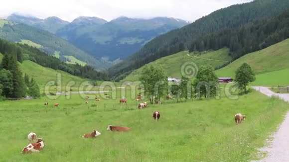 奥地利蒂罗尔州Zillertal山谷草地上放牧的奶牛视频的预览图