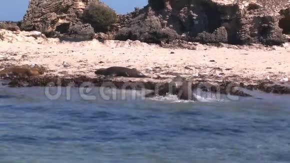 海滨的海狮视频的预览图