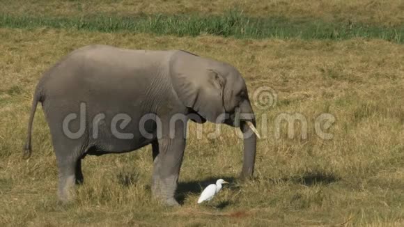 肯尼亚安博塞利的一只小象和一只白鹭视频的预览图