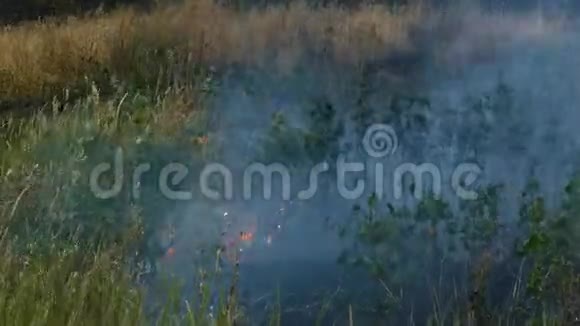 火焰吞噬青草散发烟雾视频的预览图